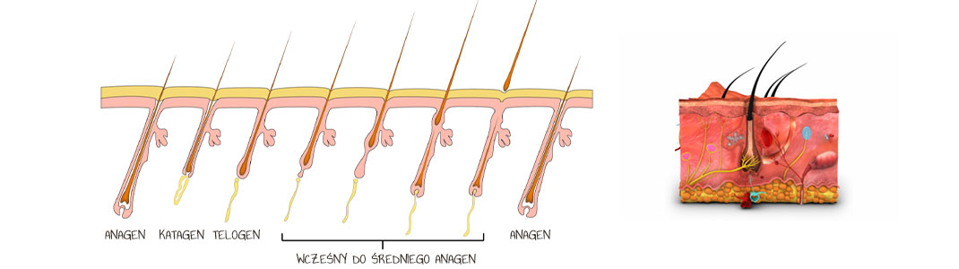 fazy cyklu włosa, agangen, katagen, telogen